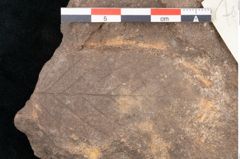 Foto (Detailansicht) von Fagus ninnisiana Unger (NHMW-GEO-2024-0188-10202)